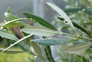 Liście oliwki pokryte kroplami wody.