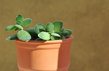 succulent plant on clay pot