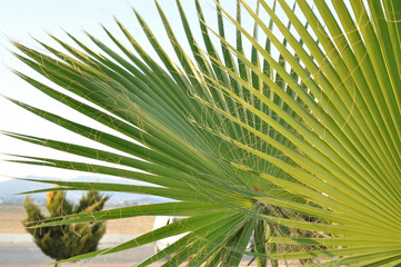 Obraz na płótnie Canvas Green leaves of palm trees at sunset