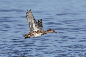 Eurasian teal (Anas crecca)