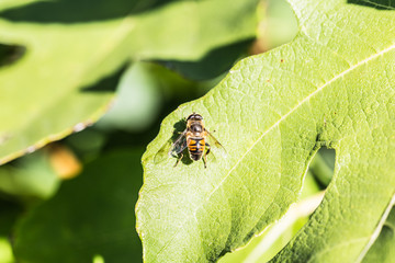Leaf with  bee