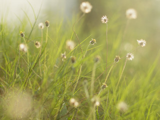 Grass in summer at garden with soft light flare, nature background.