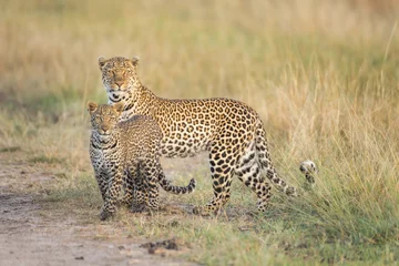 Foto op Canvas Leopard and leopard cub © Alexey Osokin