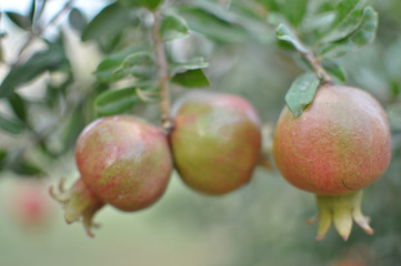 Not mature fruits of a pomegranate on blurred background