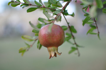 Not mature fruits of a pomegranate on blurred background
