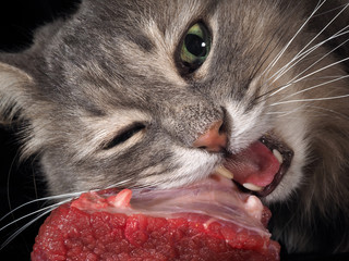 The cat eats the big piece of raw meat. Black background, big cat face. The tusks, jaws, tongue