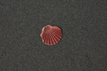 Muschel am Strand von Gibraltar