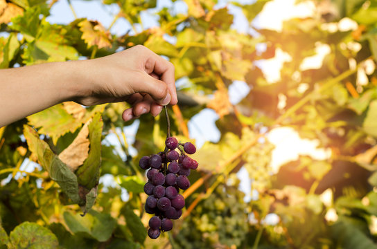 Hand holding grape in vineyard, sun glow in background