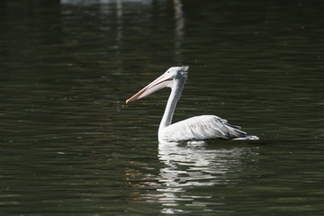 Asian openbill Bird in Lake
