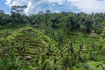 Fototapeta na wymiar Rizières en terrasse de Tegalalang, Bali, Indonésie