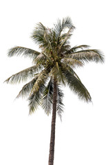 Plakat Coconut tree isolated on white background