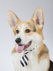 Welsh Corgi portrait. The dog is wearing a business tie. Image taken in a studio.