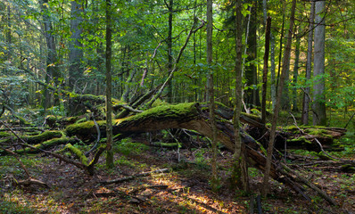 Obraz premium Dead oak lying moss wrapped