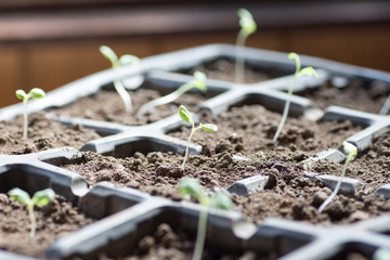 Growing vegetables in cell trays