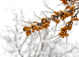 Branches of sea buckthorn with frozen berries
