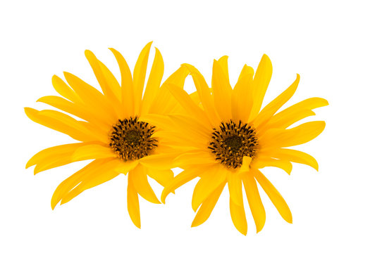 yellow flower isolated