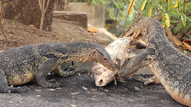 Water monitors eating fish