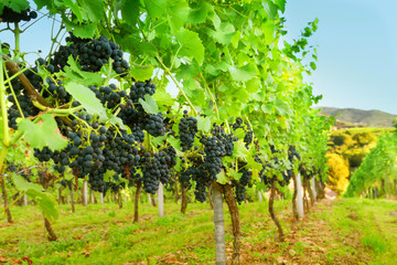 Rows of grapevines