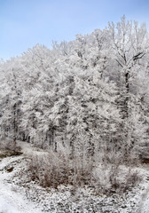 Forest in hoarfrost