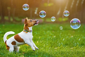 Printed kitchen splashbacks Dog Puppy jack russell playing with soap bubbles in summer outdoor.