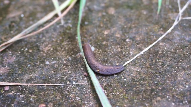 ddleech crawling on street in the country