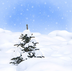 Spruce in the snow on a snowy background