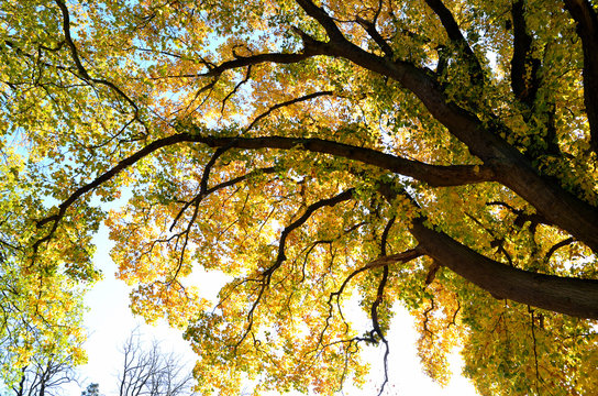 Herbst buntes Laub Laubbaum