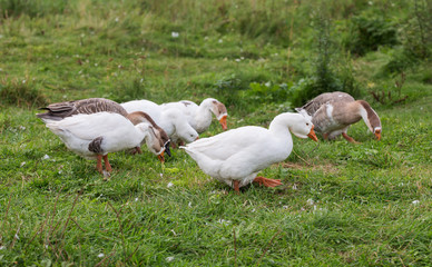 geese grazing on green grass
