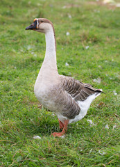 goose on the green grass