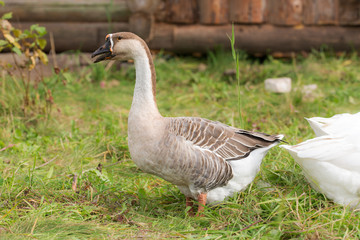 portrait of a goose