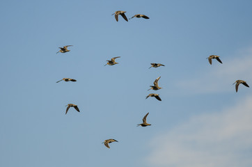 Flock of Wilson's Snipe Flying in a Cloudy Blue Sky