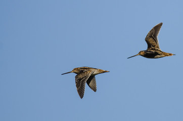 Two Wilson's Snipe Flying in a Blue Sky