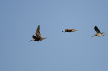 Three Wilson's Snipe Flying in a Blue Sky