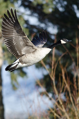 Canada Goose Flying Low Over the Wetlands