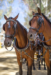  fair of Utrera in Seville decoration and horses