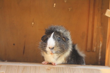 Meerschweinchen