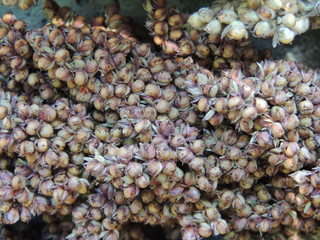 зерна сорго крупным планом 