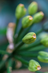 macro detail of green blossoms of a tropical plant