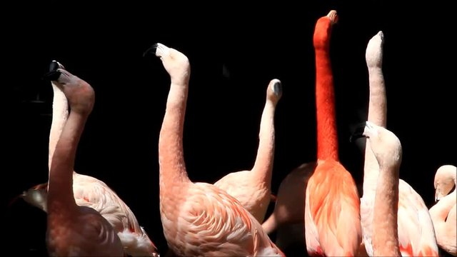 pink flamingos in a park
