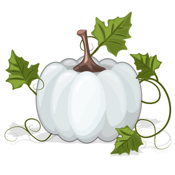 Autumn White Pumpkin Vegetable In Vector Illustration