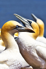 Gannets at Bonaventure Island Quebec 