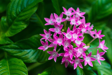 macro detail of a group of little pink flowers