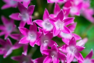 macro detail of a group of little pink flowers