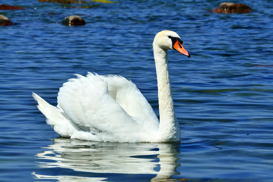 Beautiful young mute Swan, lat. Cygnus olor