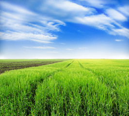 green wheat field