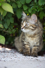 Chaton