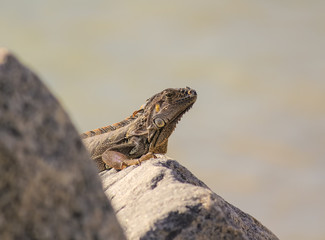 Iguana (Iguana iguana) Low Angle Closeup