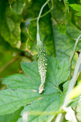 Growing a bitter melon on farm