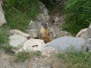 Murmeltiere in Kanada