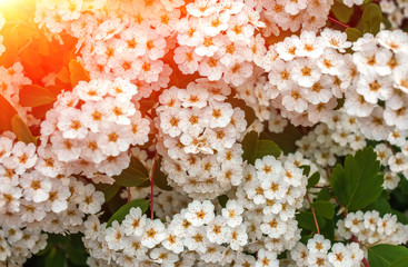 wild white flower bushes at sunrise